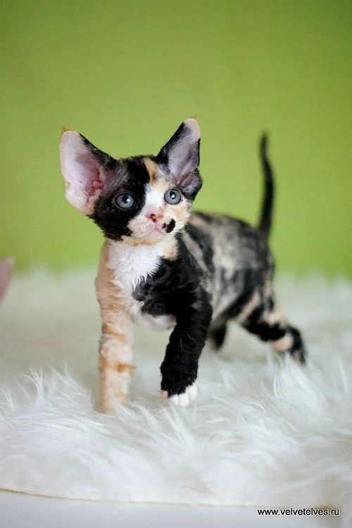 Котенок девон-рекс выпускник питомника