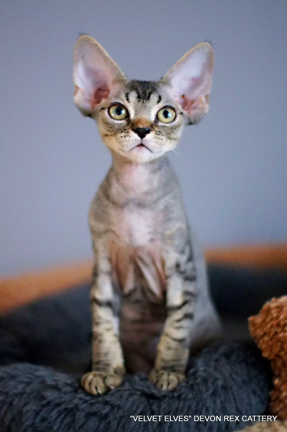 Котенок девон-рекс выпускник питомника