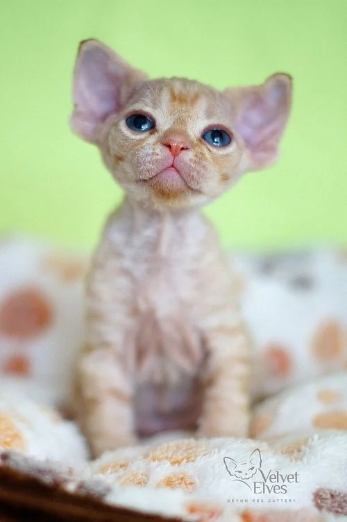 Котенок девон-рекс выпускник питомника